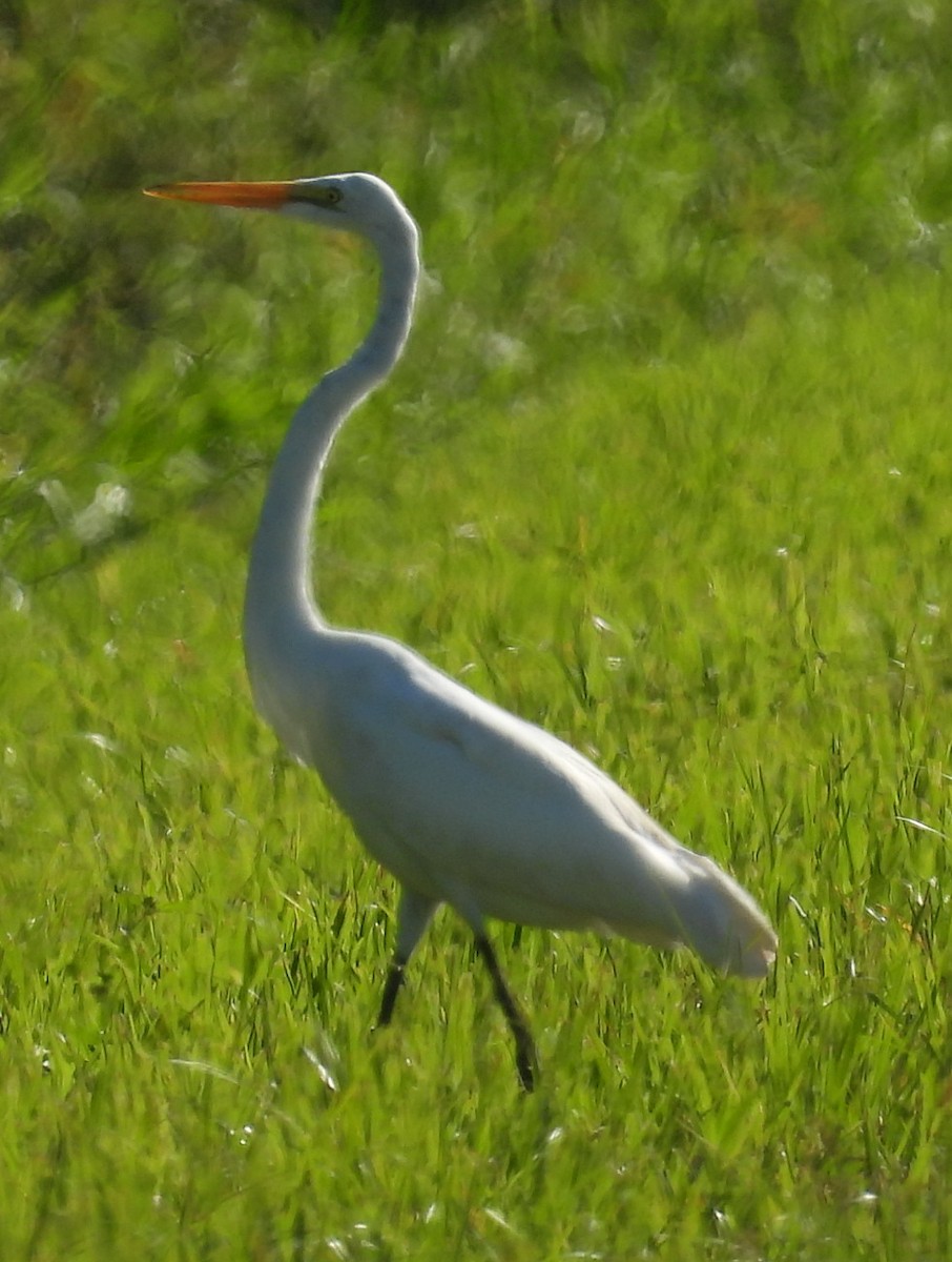 Чапля велика - ML643752628