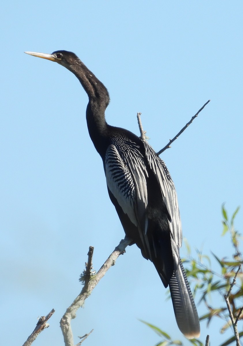 Змієшийка американська - ML643752632