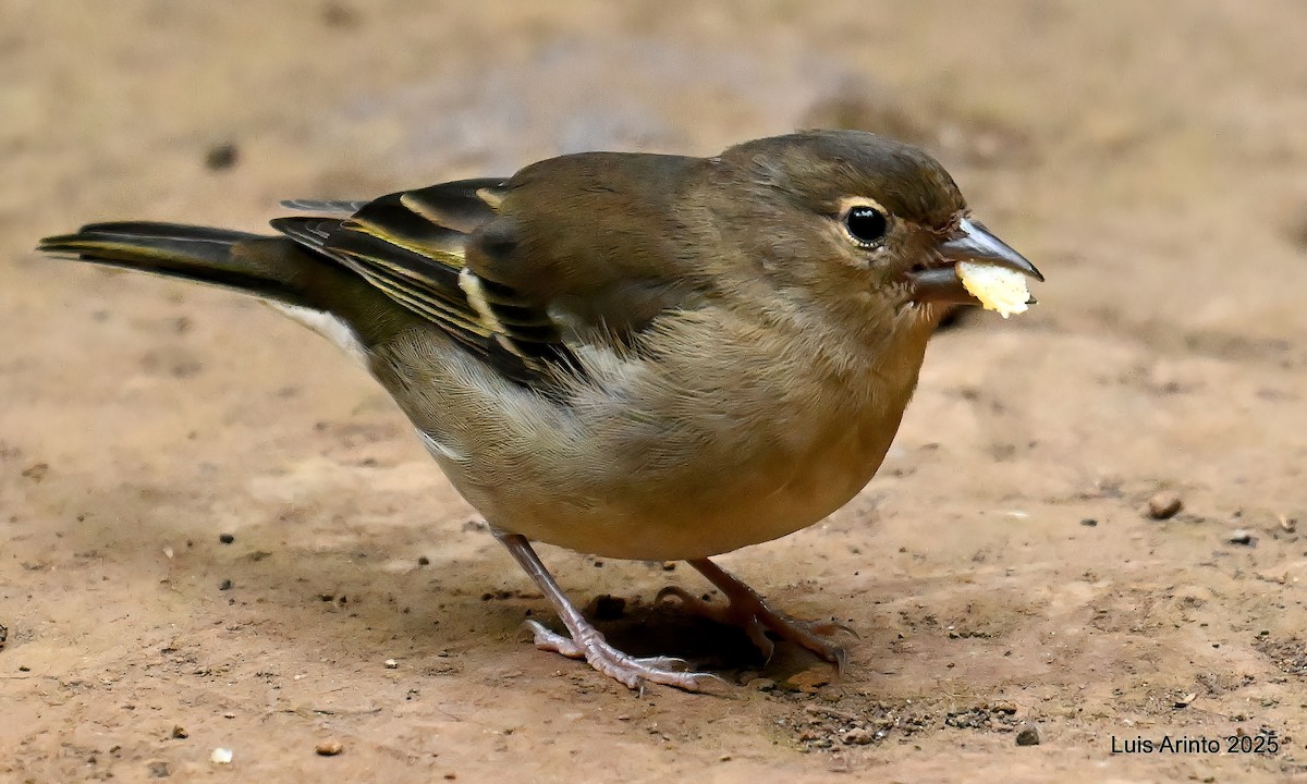 カナリアズアオアトリ　(canariensis/ombriosa) - ML643752637