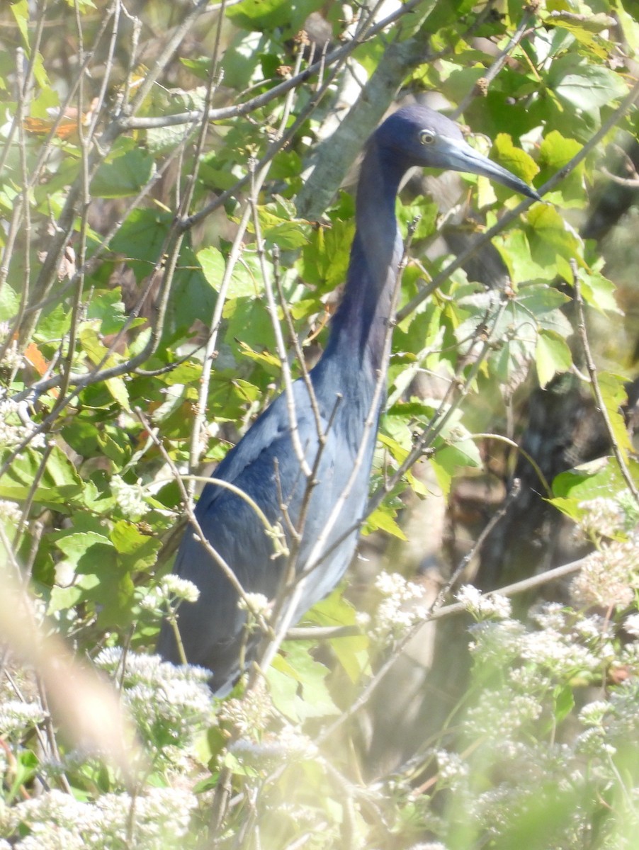 Little Blue Heron - ML643752641