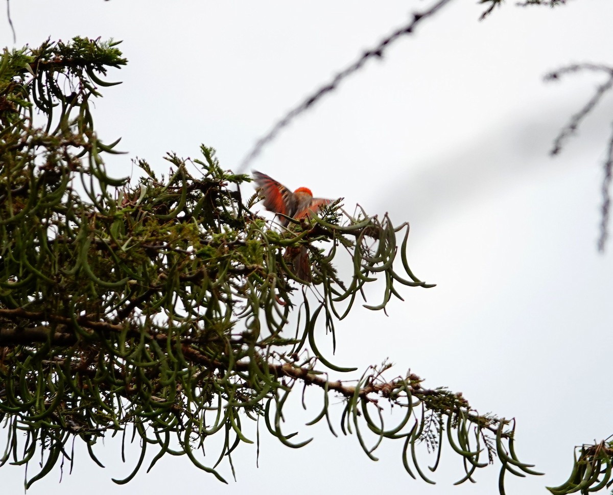 Red-headed Weaver - ML643752644