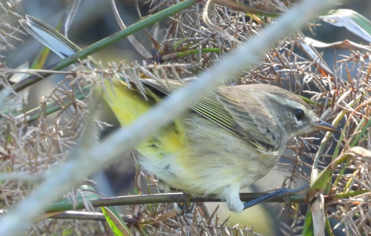 Пісняр-лісовик рудоголовий - ML643752649