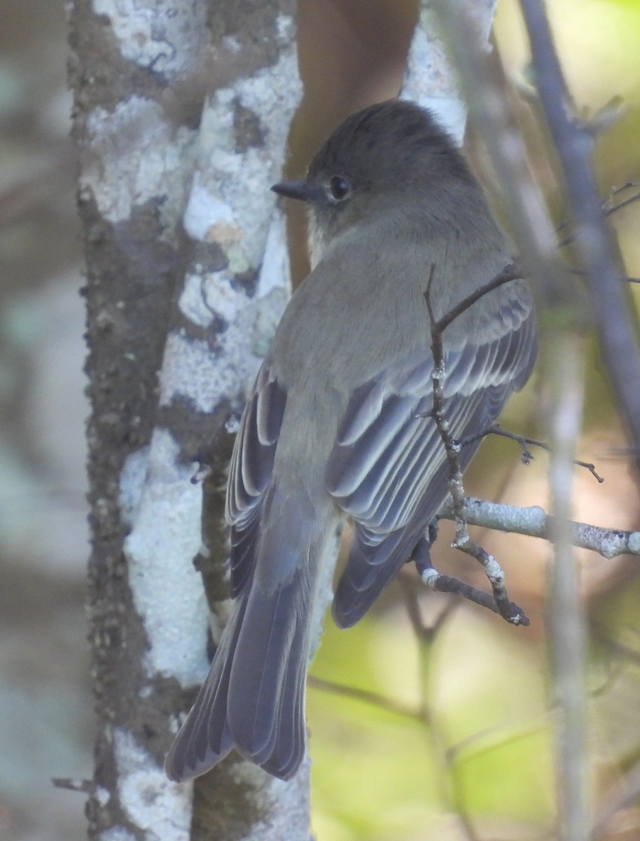 Феб буроспинний - ML643752658