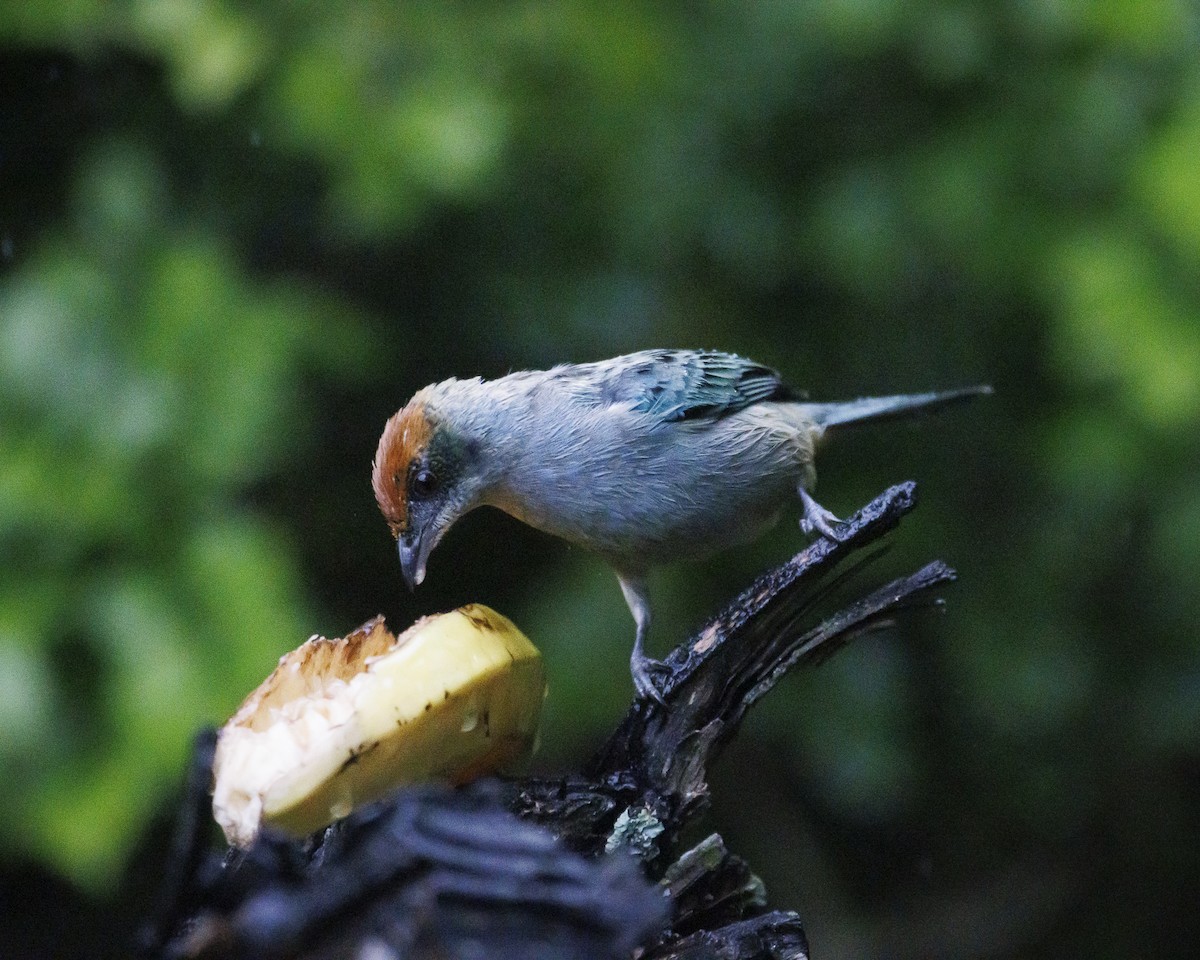 Scrub Tanager - ML643752663