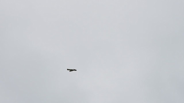 Aigle à ventre roux - ML643752665