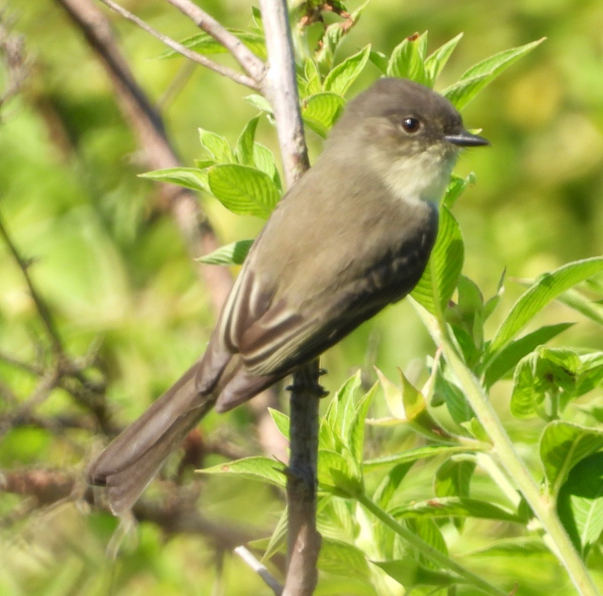 Феб буроспинний - ML643752672