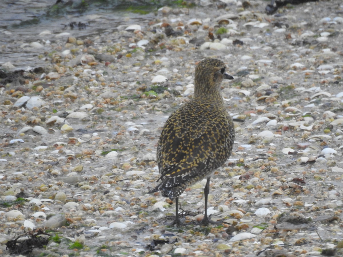 European Golden-Plover - ML643752673
