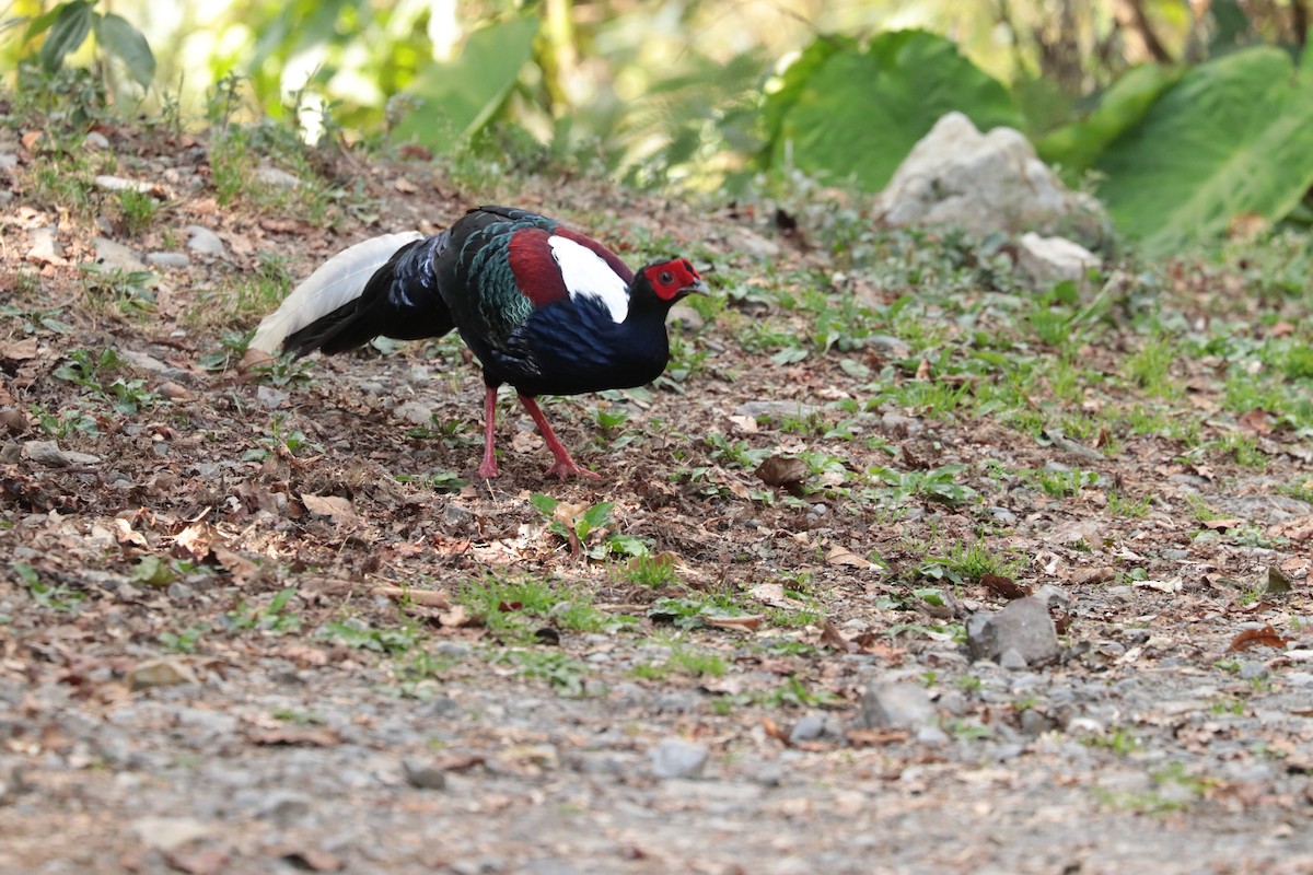 Swinhoe's Pheasant - ML643752678