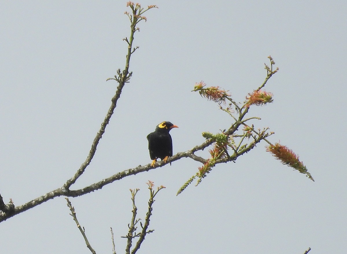 Miná Indio - ML643752681