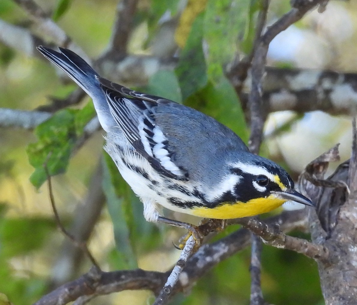 Пісняр-лісовик чорнощокий - ML643752682