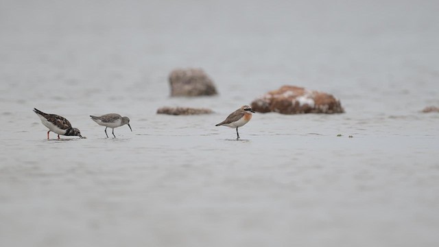 Tibetan Sand-Plover - ML643752683