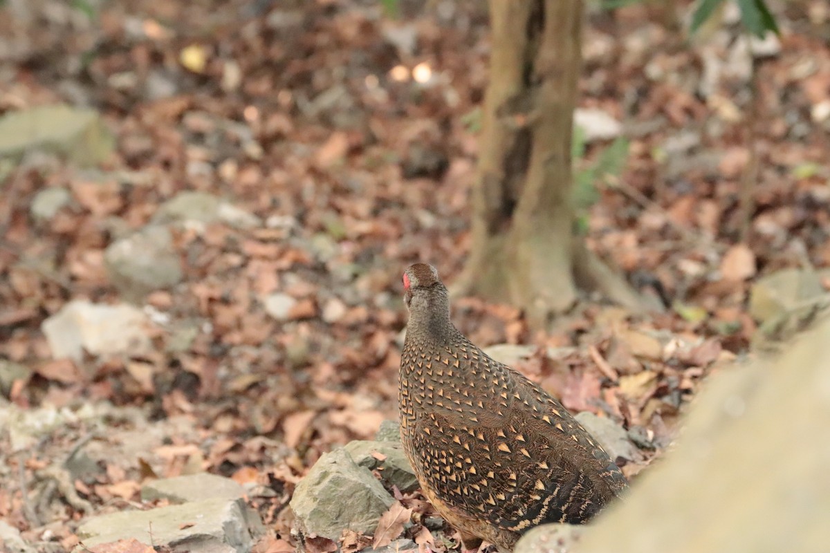 Swinhoe's Pheasant - ML643752689
