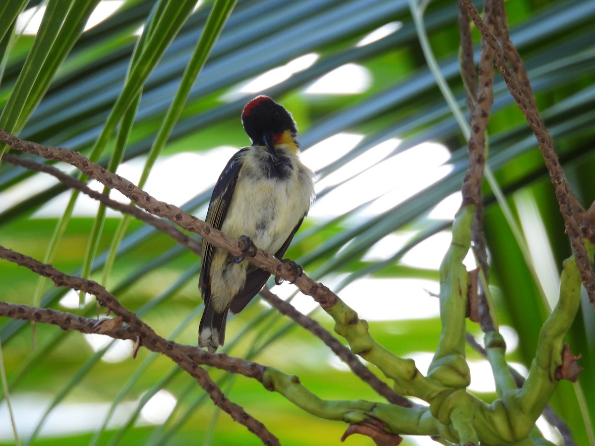 Sulphur-breasted Myzomela - ML643752690