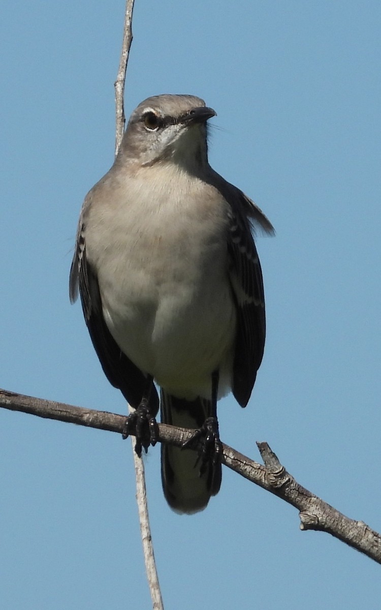 Northern Mockingbird - ML643752693