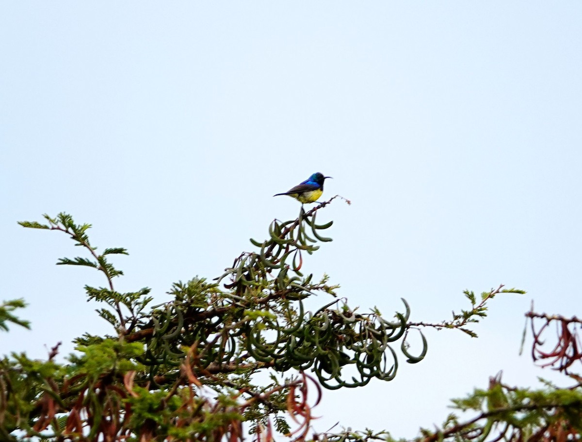 Variable Sunbird - ML643752694