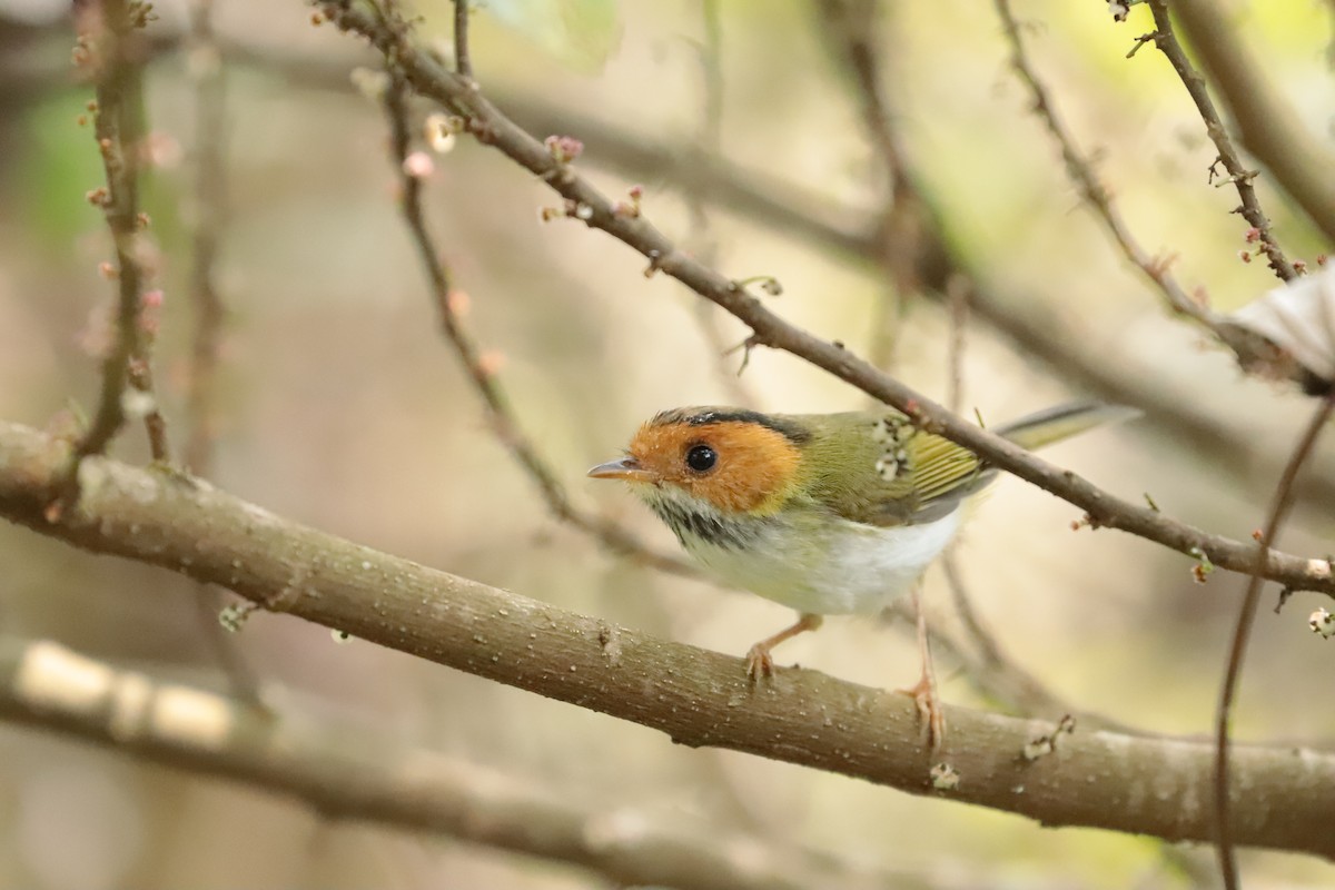 Rufous-faced Warbler - ML643752696