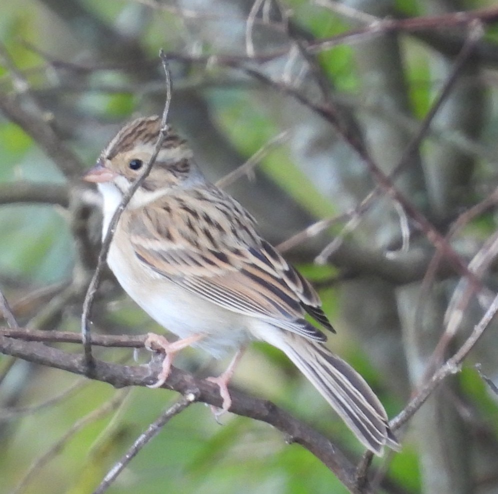 Карнатка бліда - ML643752697