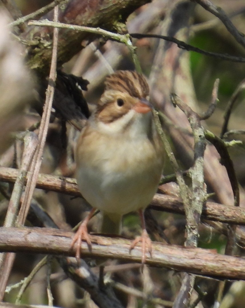 Карнатка бліда - ML643752698