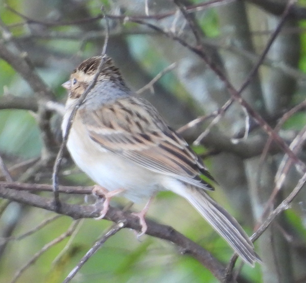 Карнатка бліда - ML643752699