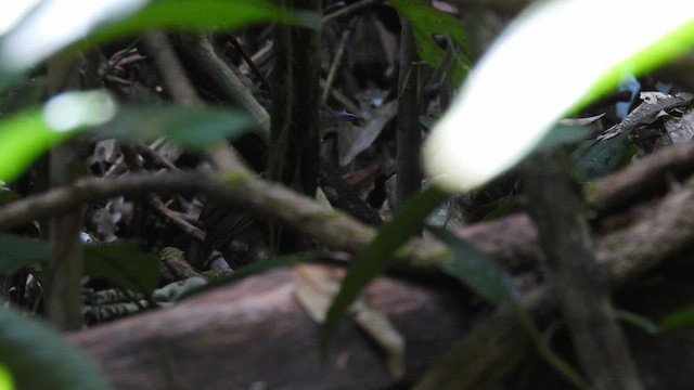 Tapajos Antpitta - ML643752701