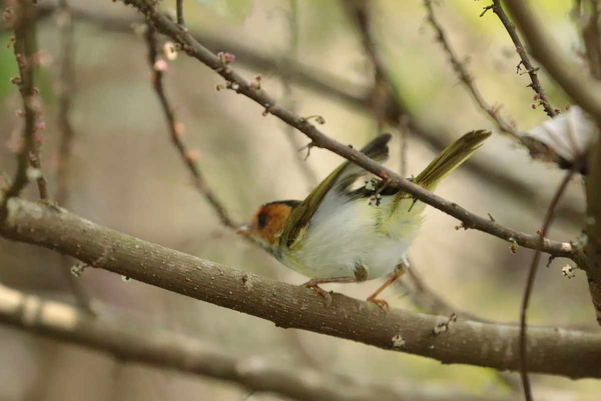 Rufous-faced Warbler - ML643752704