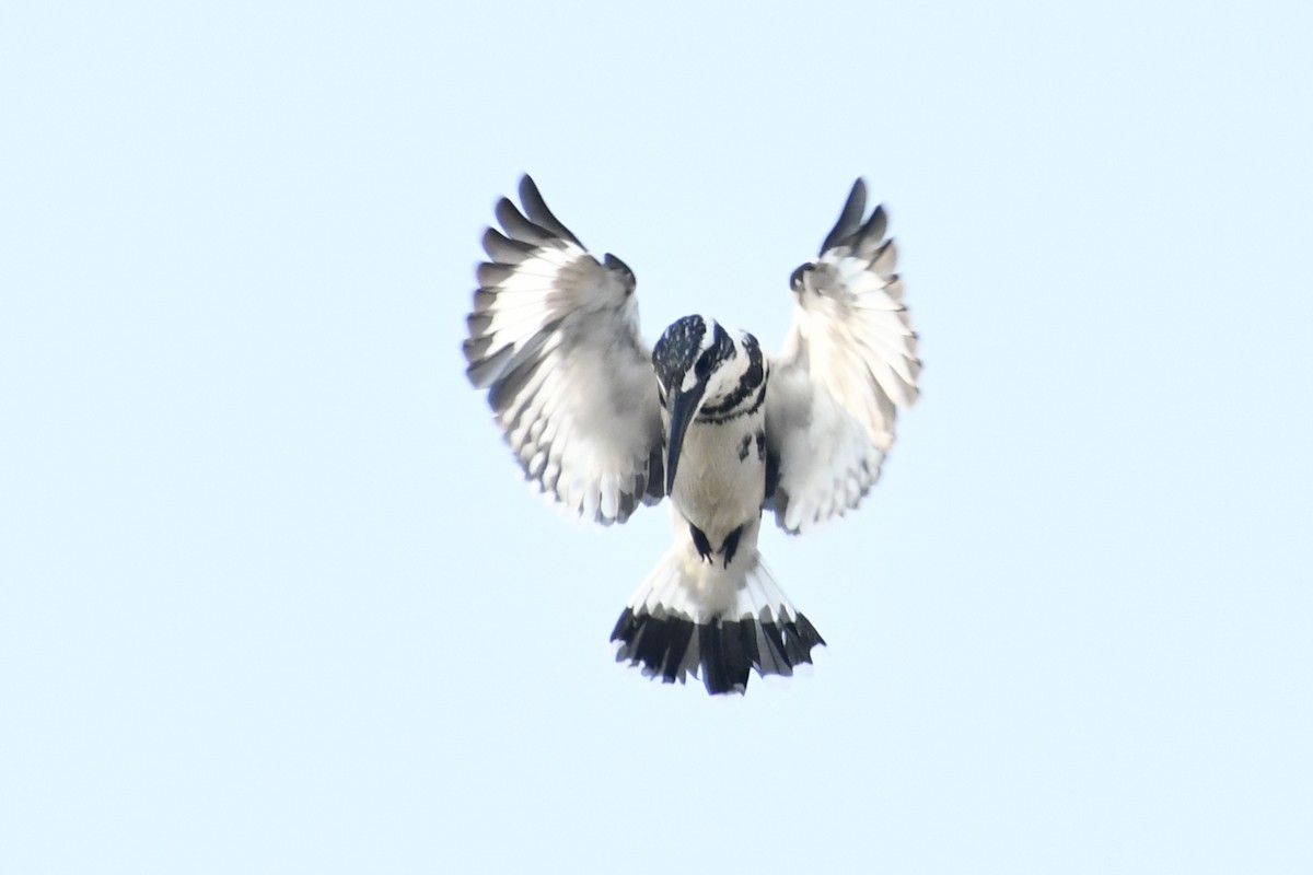 Pied Kingfisher - ML643752705