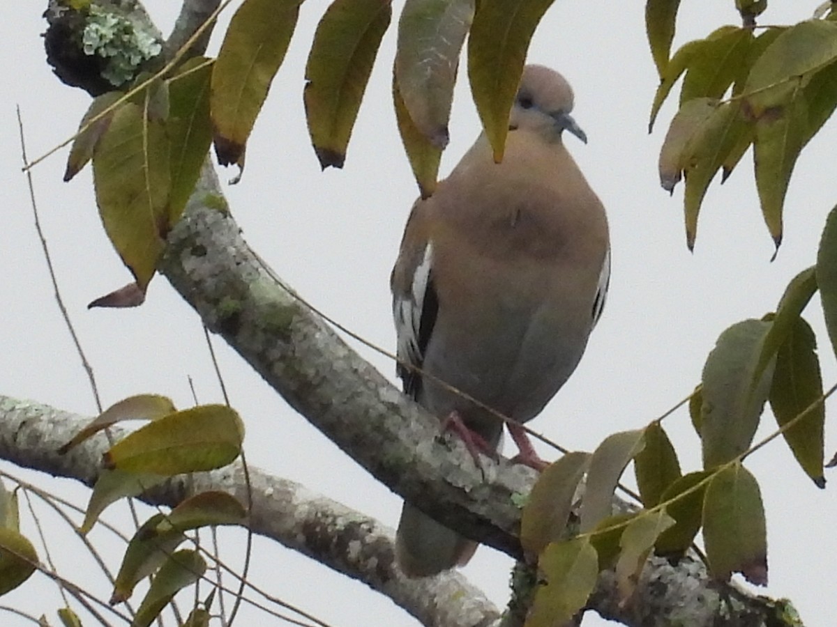 White-winged Dove - ML643752706