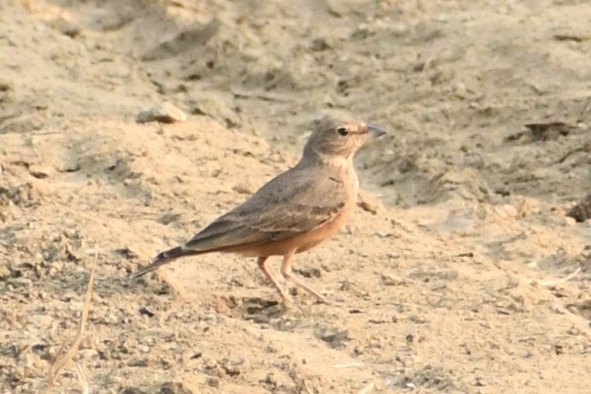 Rufous-tailed Lark - ML643752708