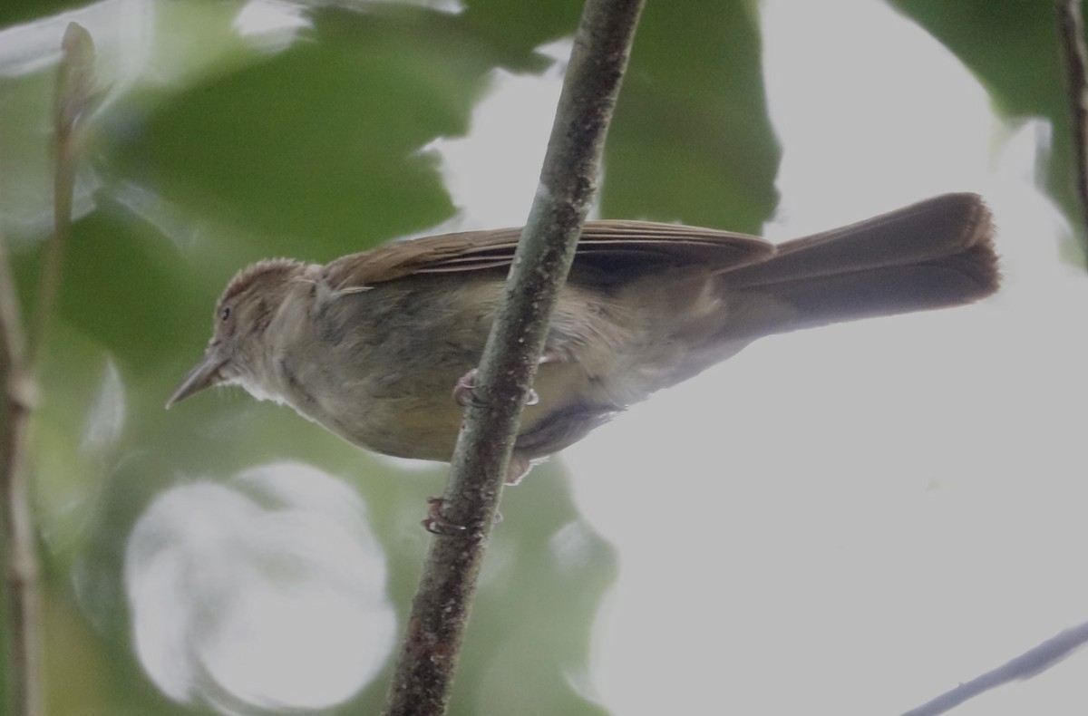 Charlotte's Bulbul - ML643752709