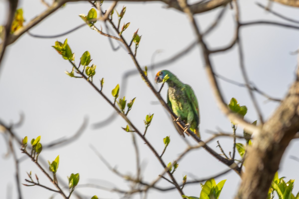 Red-browed Amazon - ML643752710