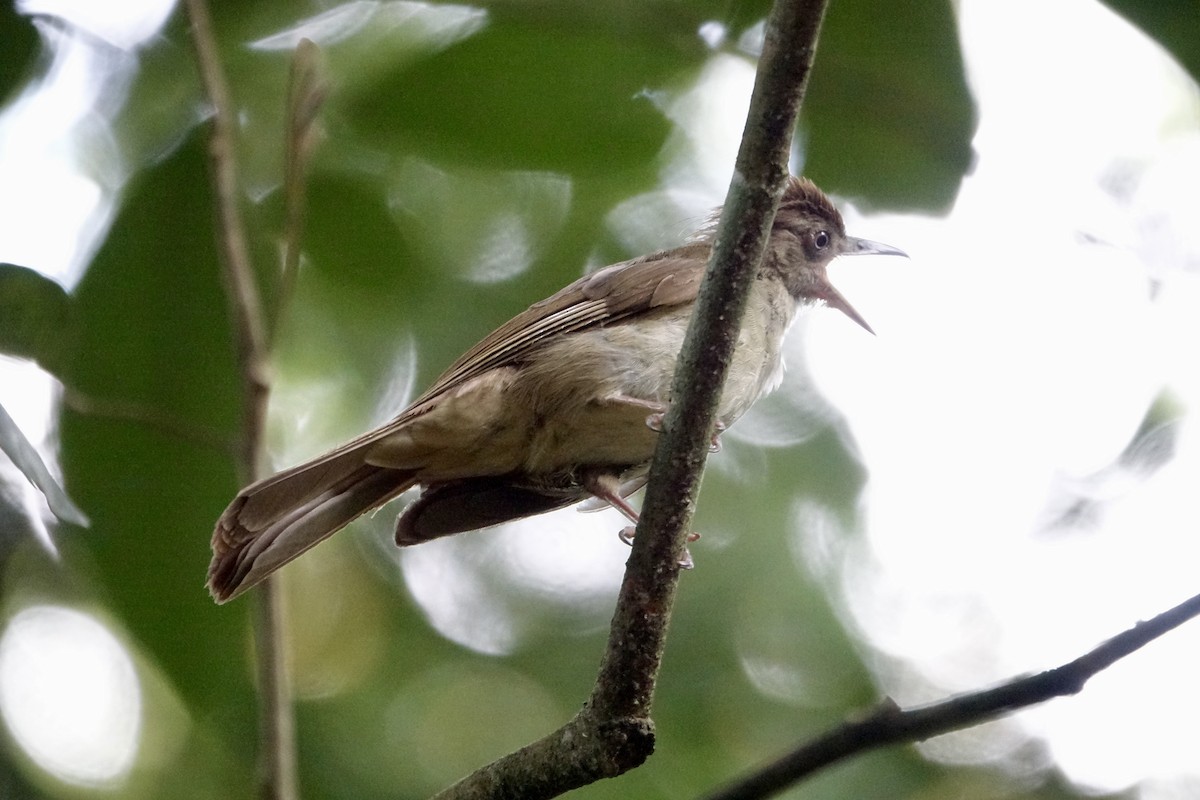 Charlotte's Bulbul - ML643752711