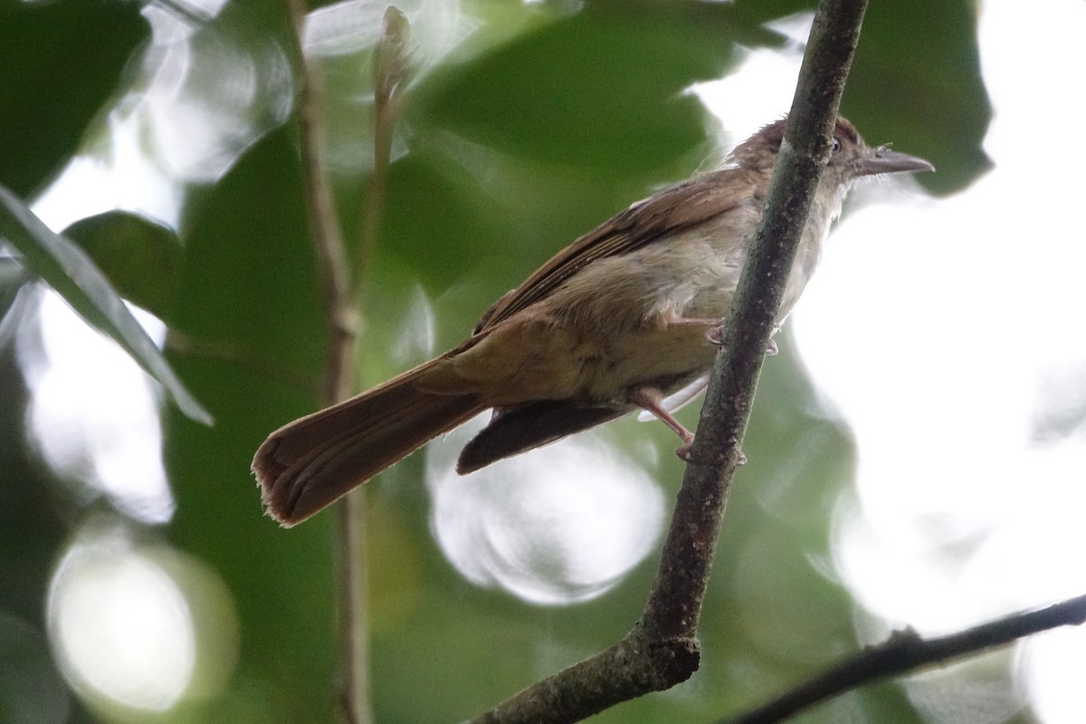 Charlotte's Bulbul - ML643752712
