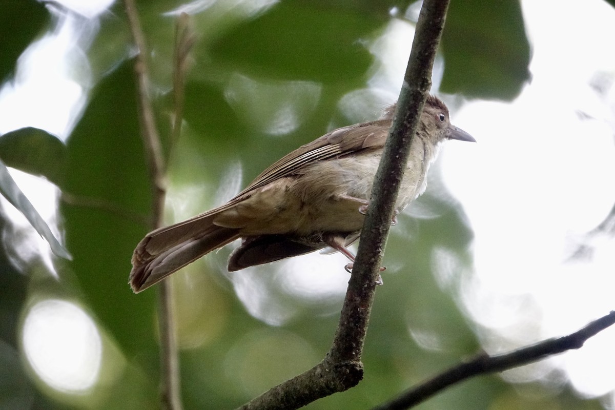 Charlotte's Bulbul - ML643752713