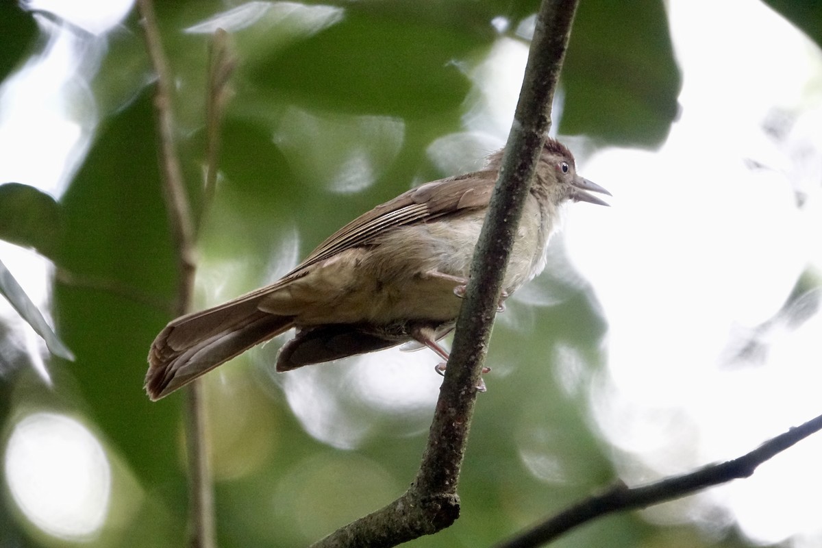 Charlotte's Bulbul - ML643752714