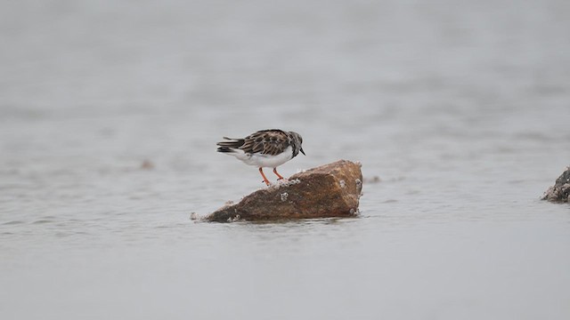 Ruddy Turnstone - ML643752717