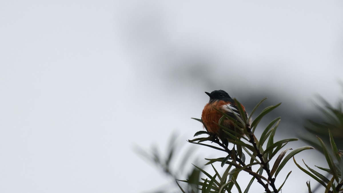 White-throated Redstart - ML643752718