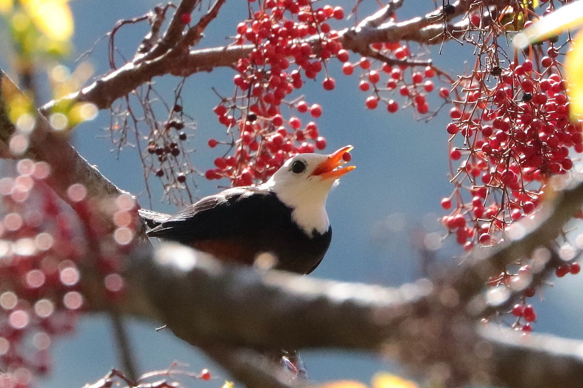Taiwan Thrush - ML643752719