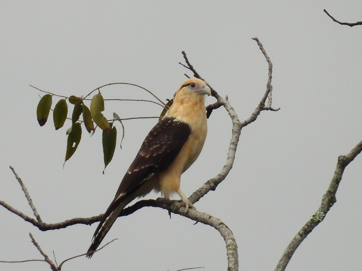 Yellow-headed Caracara - ML643752720