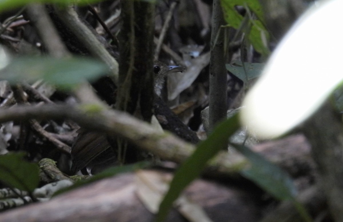 Tapajos Antpitta - ML643752721