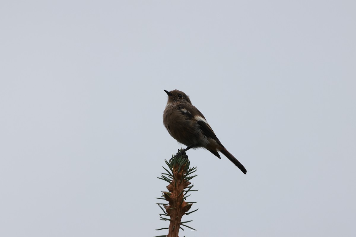 White-throated Redstart - ML643752723