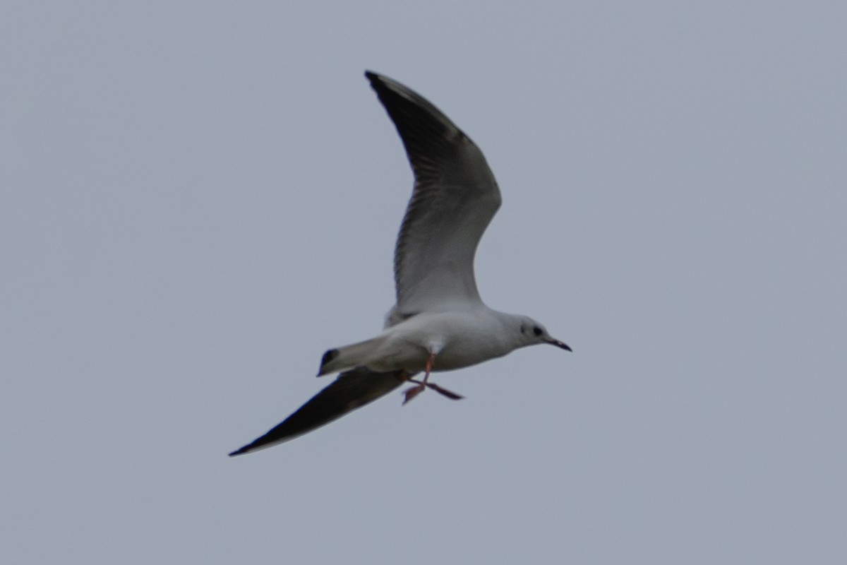 Antxeta mokogorria - ML643752724