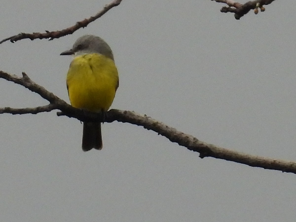 Tropical Kingbird - ML643752727