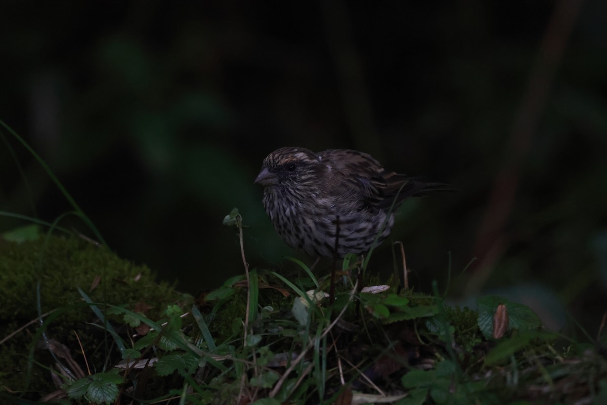 Chinese White-browed Rosefinch - ML643752728