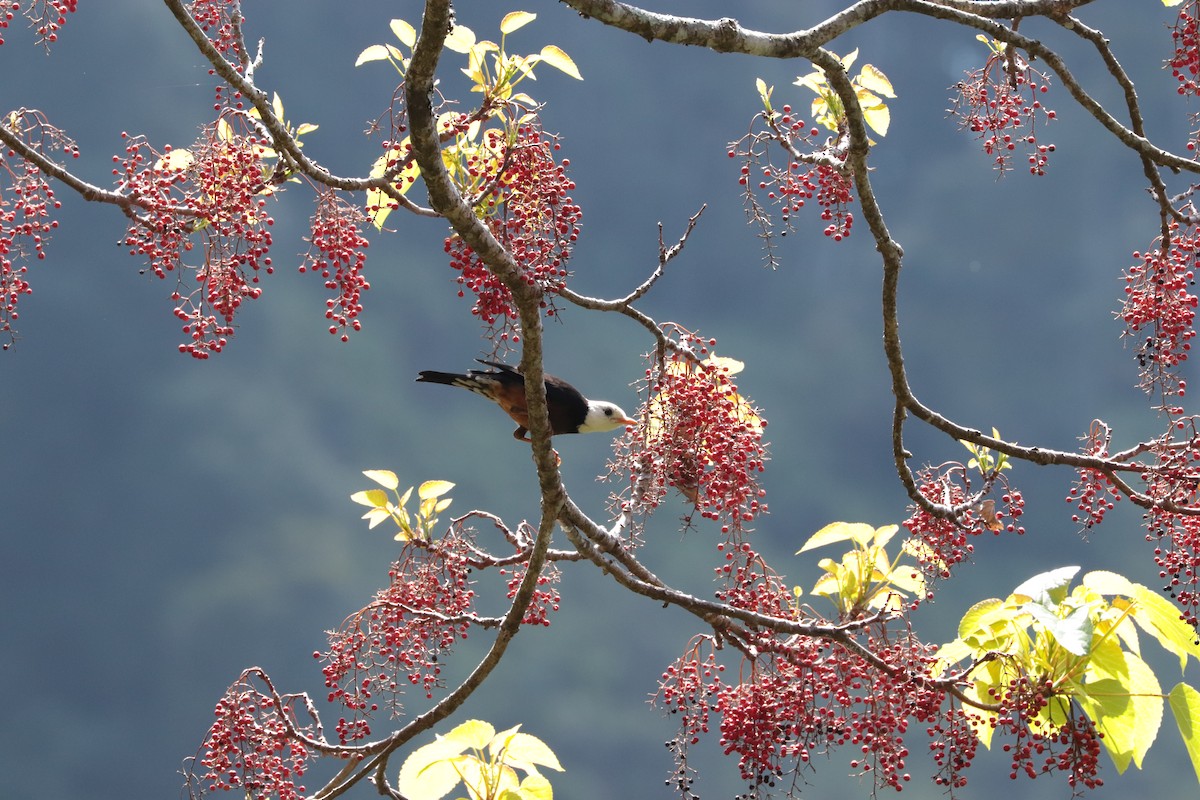 Taiwan Thrush - ML643752730