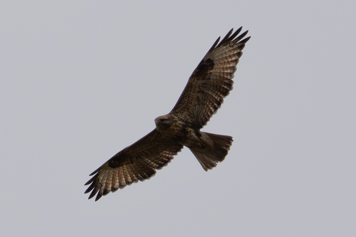 Eastern Buzzard - ML643752731