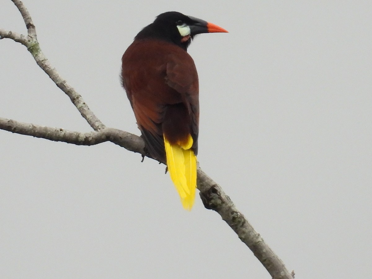 Montezuma Oropendola - ML643752733