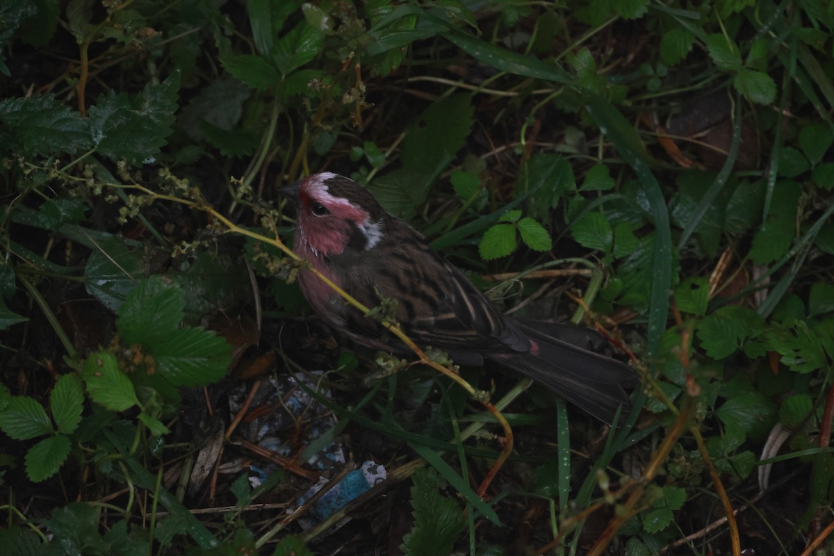 Chinese White-browed Rosefinch - ML643752734