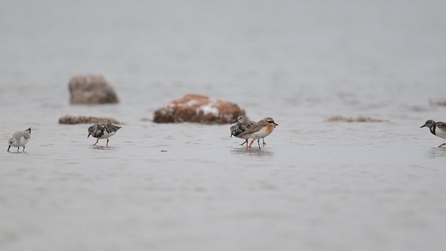 Curlew Sandpiper - ML643752736