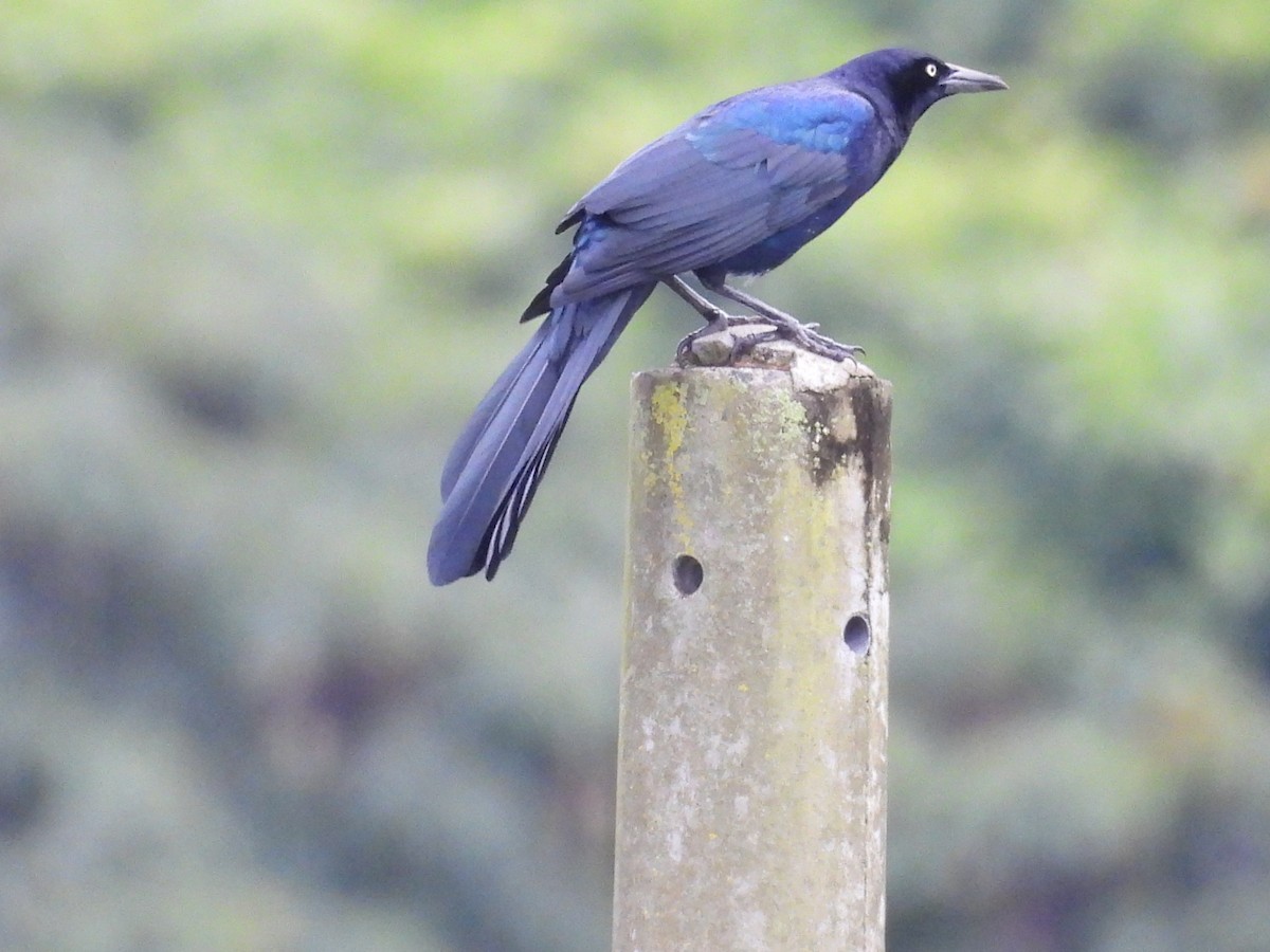 Great-tailed Grackle - ML643752739