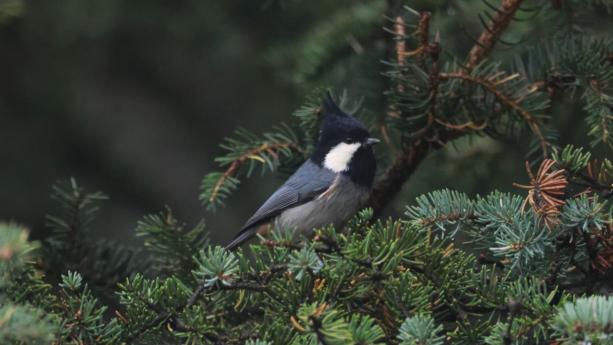 Rufous-vented Tit - ML643752740